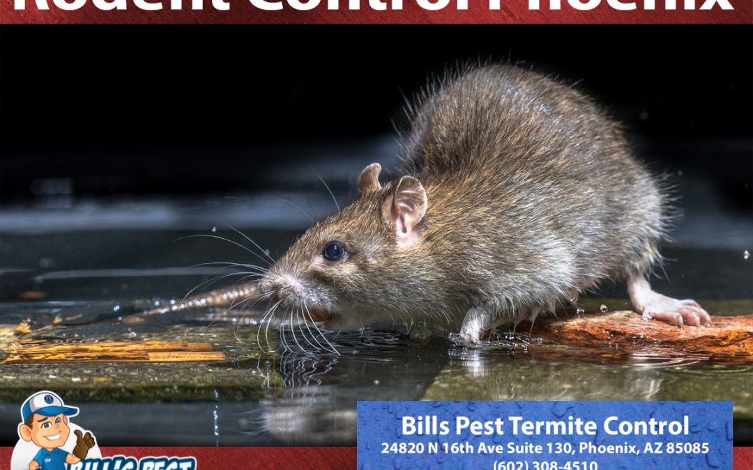 2024 Top 10 Rodent Control Cities in Phoenix Az