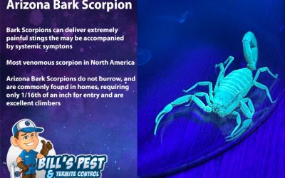 All About Arizona Bark Scorpions