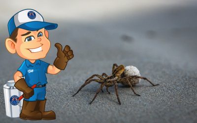 Are Wolf Spiders in Arizona Dangerous? Wolf Spider Control