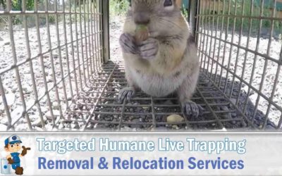 Ground Squirrel Trapping and Removal Services in Phoenix, AZ