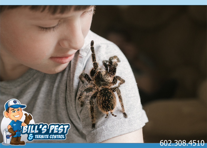 Arizona Tarantulas - Bills Pest Termite Control