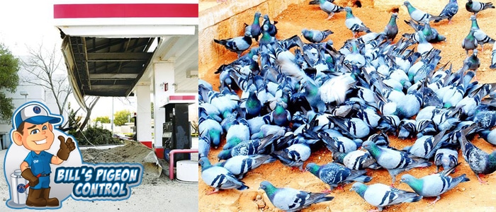 Certified Avitrol Applicator Phoenix Az