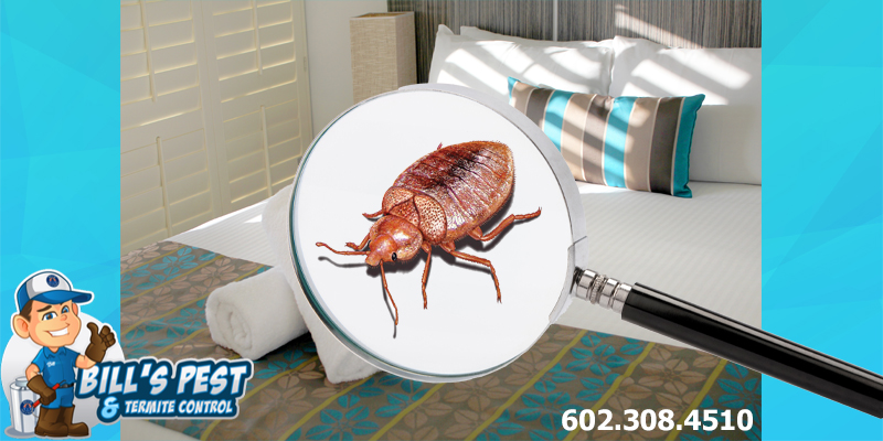 Bed Bug Identification – Don’t let the Look-Alikes Fool You!