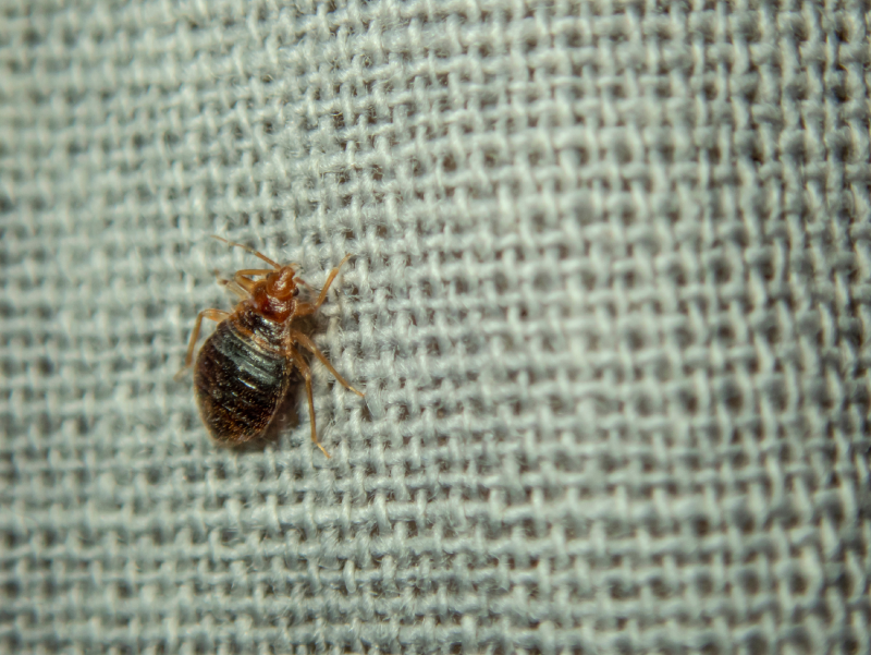 How to Check A Hotel Room for Bedbugs