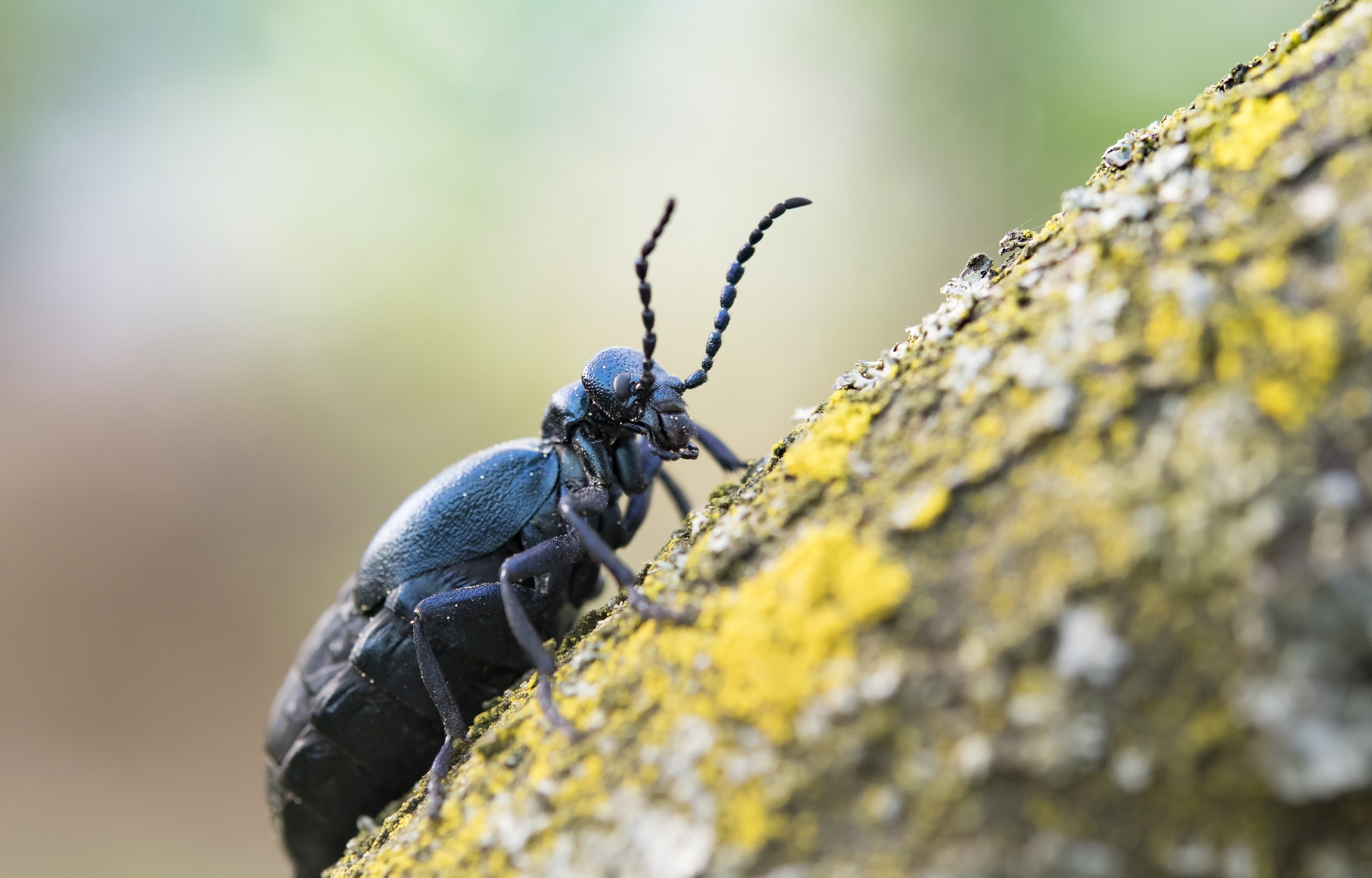 Beetle Removal Phoenix AZ