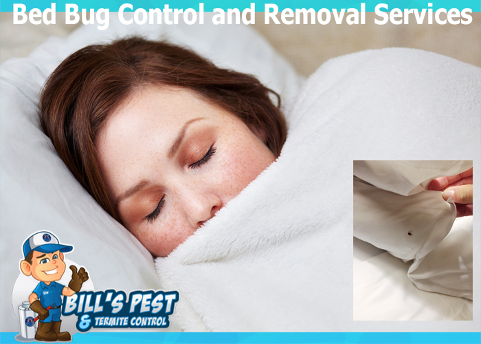 Best Bed Bug Control Queen Creek Az