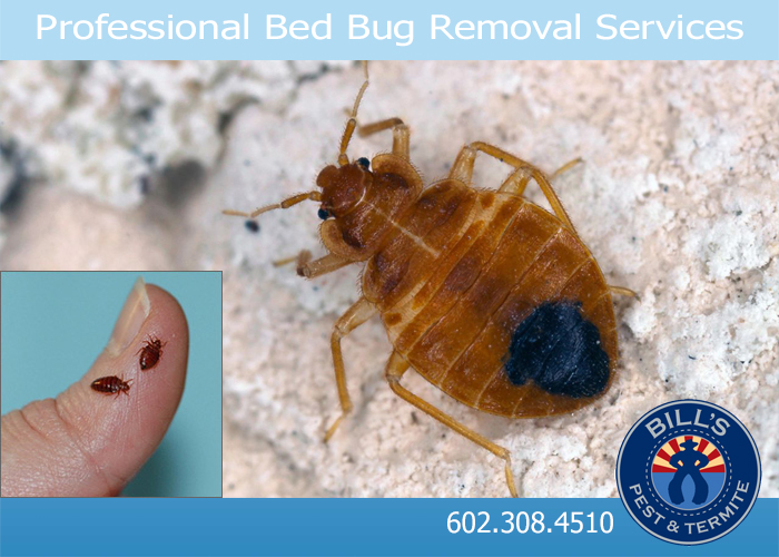 Best Bed Bug Control Wickenburg AZ - Bedbug Exterminator