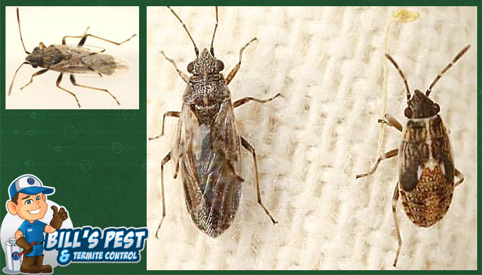 Best False Chinch Bugs Exterminator Service