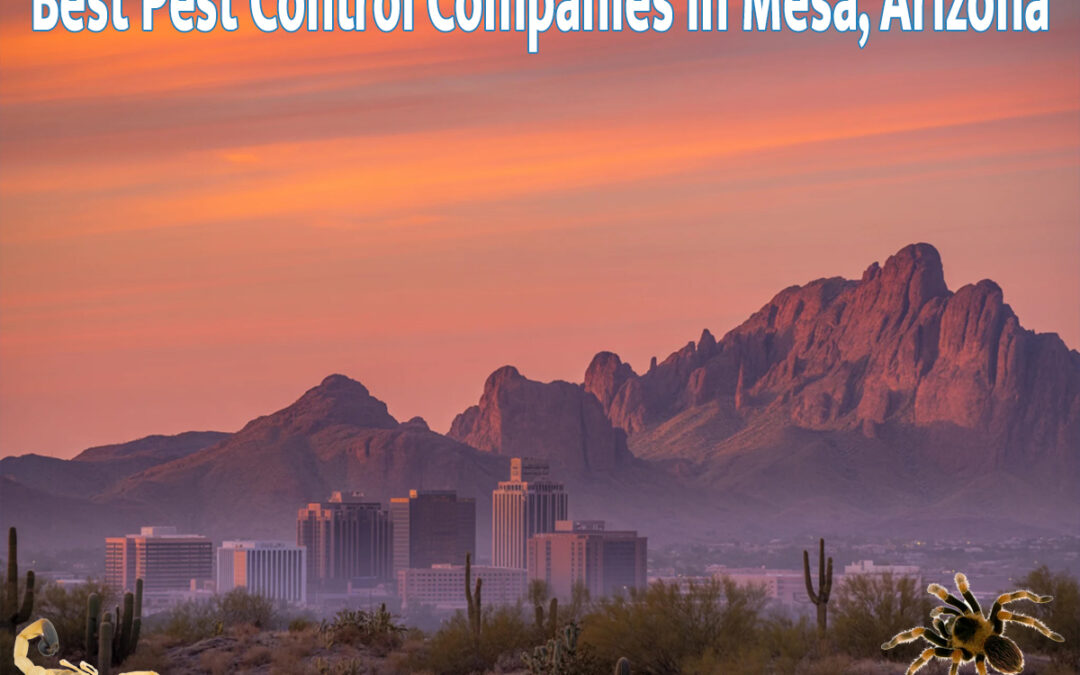 Best Pest Control Companies in Mesa, Arizona