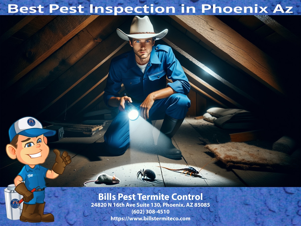 Best Pest Inspection in Phoenix Az