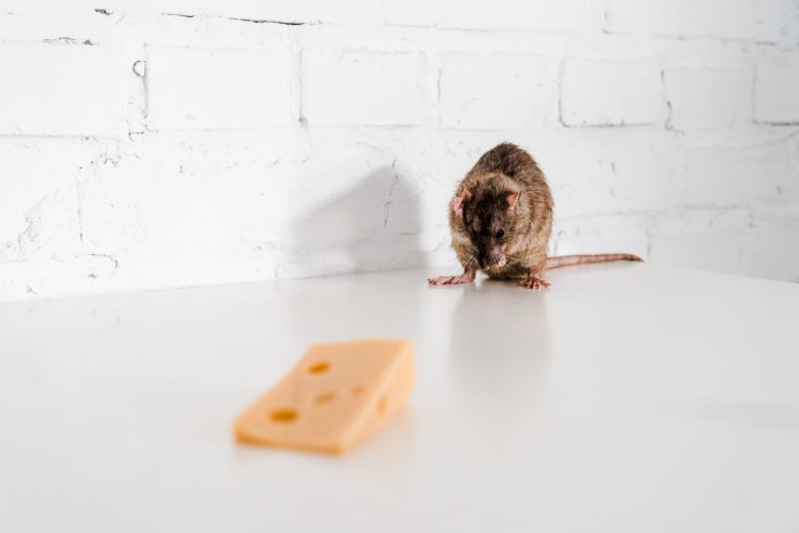 Best Pest Control Litchfield Park AZ - #1 Litchfield Park Rat Exterminator