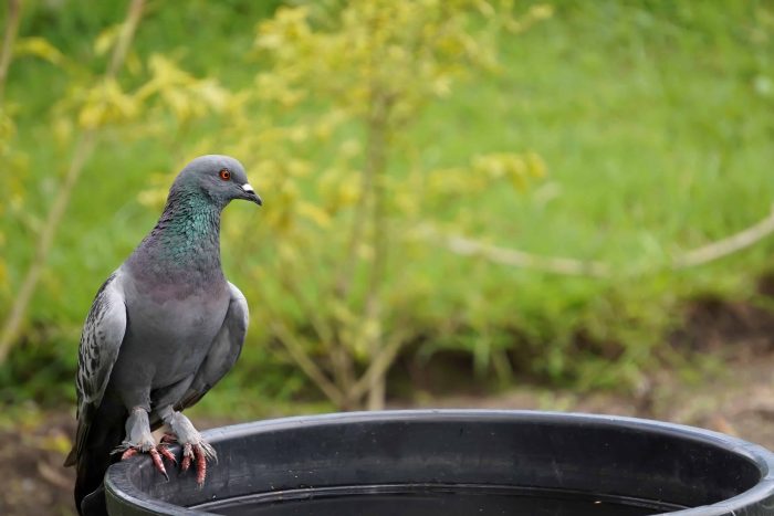 Best Pigeon Control Avondale Az