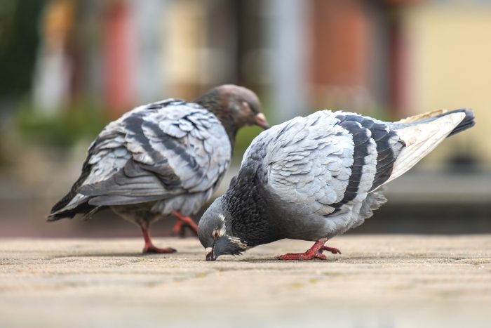 Ultimate Guide to Pigeon Proofing Your Property in Phoenix- Tips and Tricks from the Experts