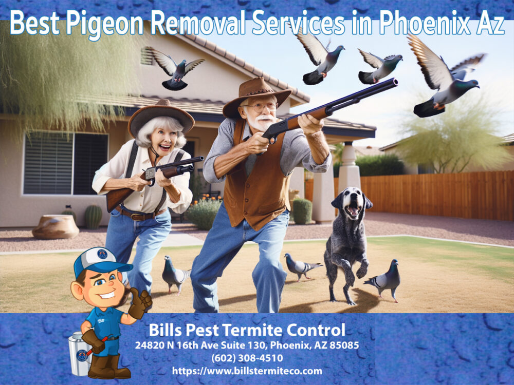 Best Pigeon Removal Services in Phoenix Az