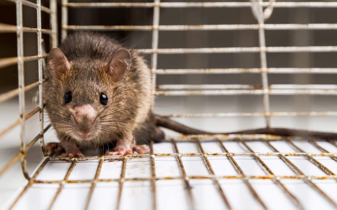 Why Rodent Problems Spike in the Winter in Phoenix—and How to Stop Them