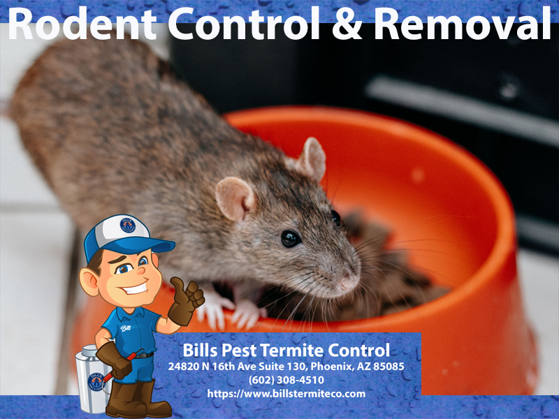 Best Rodent Removal Litchfield Park Az - Bills Pest Termite Control