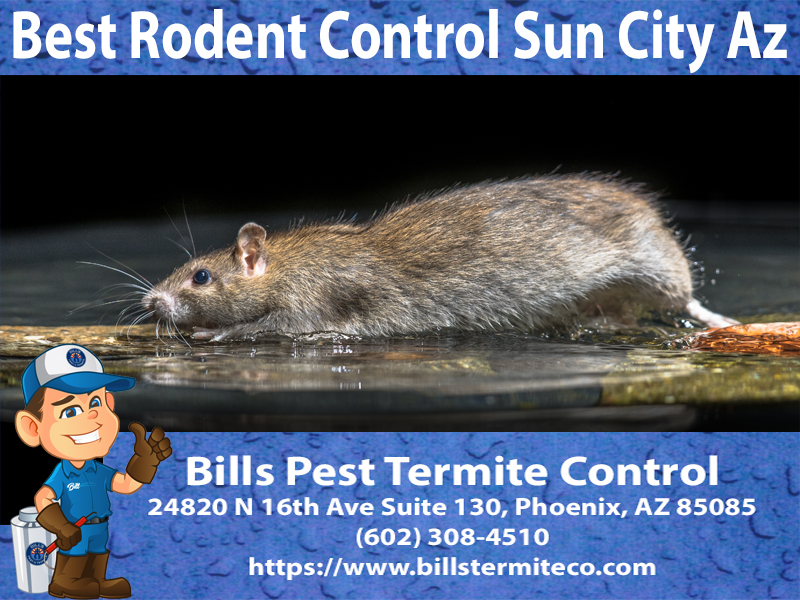 Best Rodent Control Sun City Az