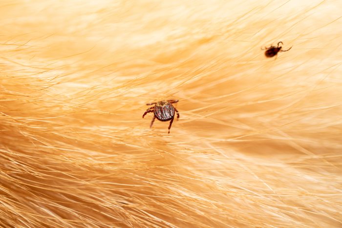 Best Laveen Tick Exterminator - Tick Control Laveen Az