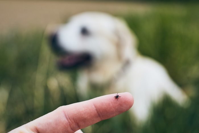Best Tick Exterminator in Phoenix, AZ