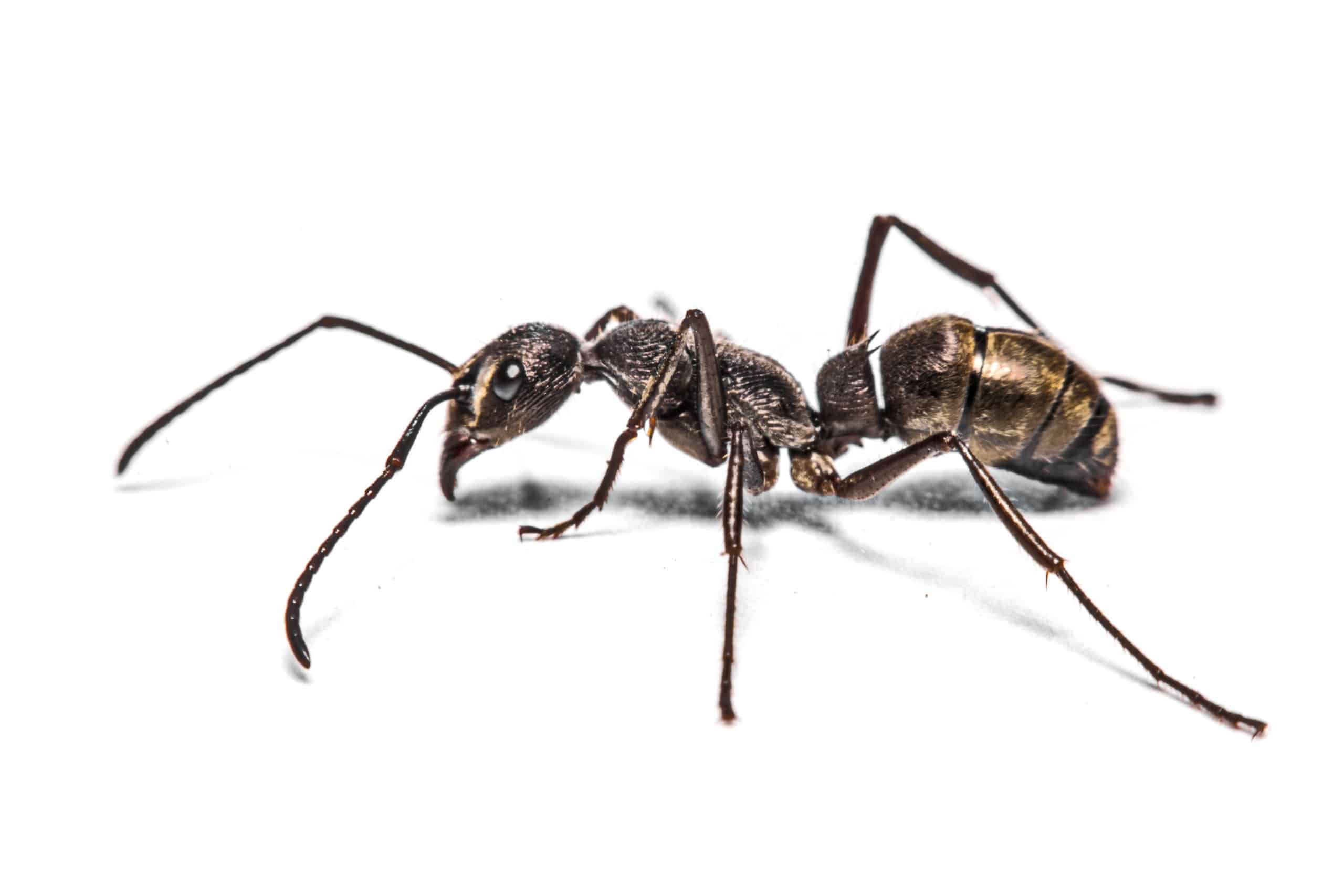Best Ant Exterminator Phoenix AZ