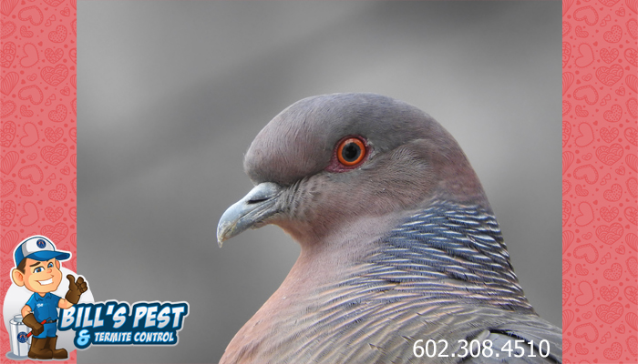 Bill’s Pigeon Pest Control – Professional Pigeon Control