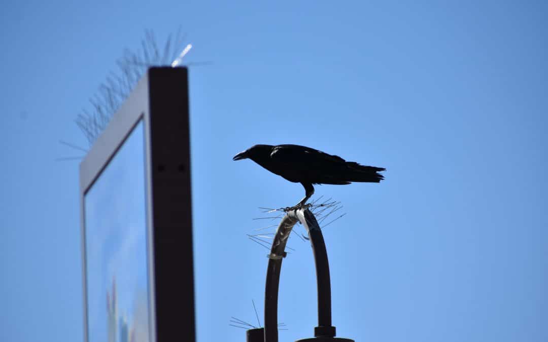 How To Install Bird Spikes