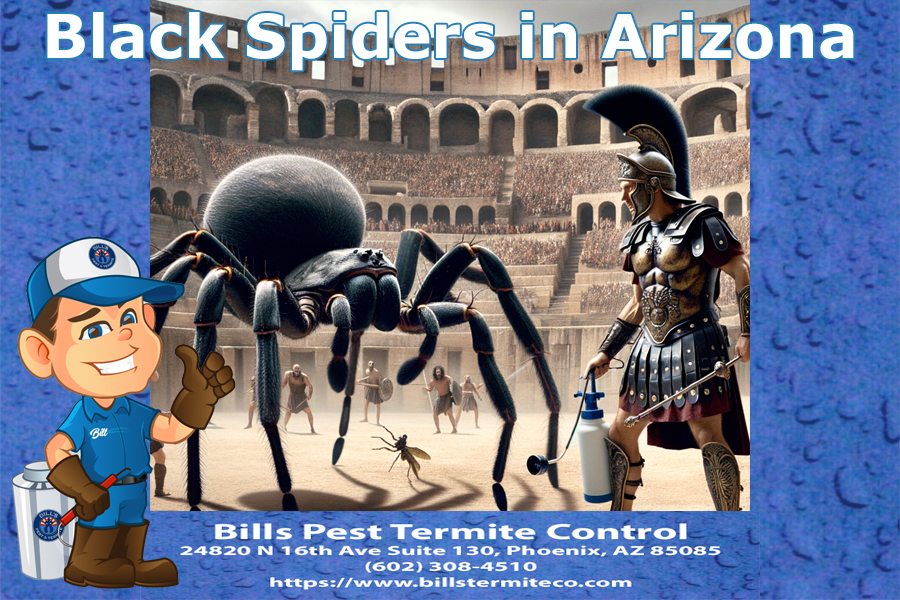 Black Spiders in Arizona Bills Pest Termite Control