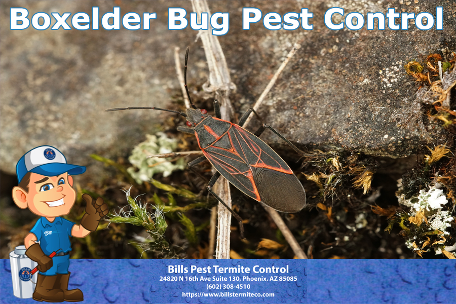Best Boxelder Bug Pest Control Phoenix Az