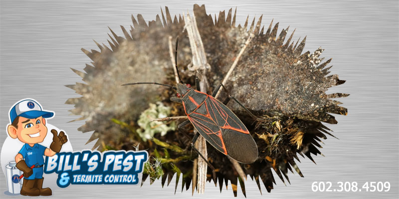 How to get rid of Boxelder Bugs in Phoenix Az
