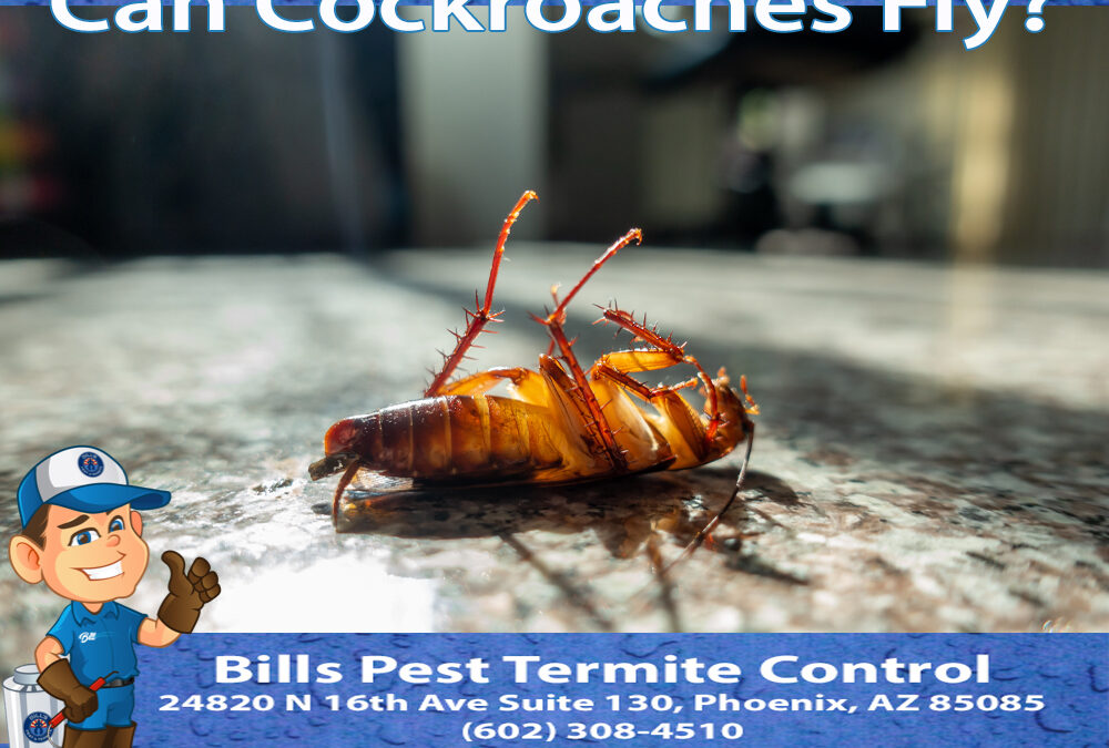 Can Cockroaches Fly