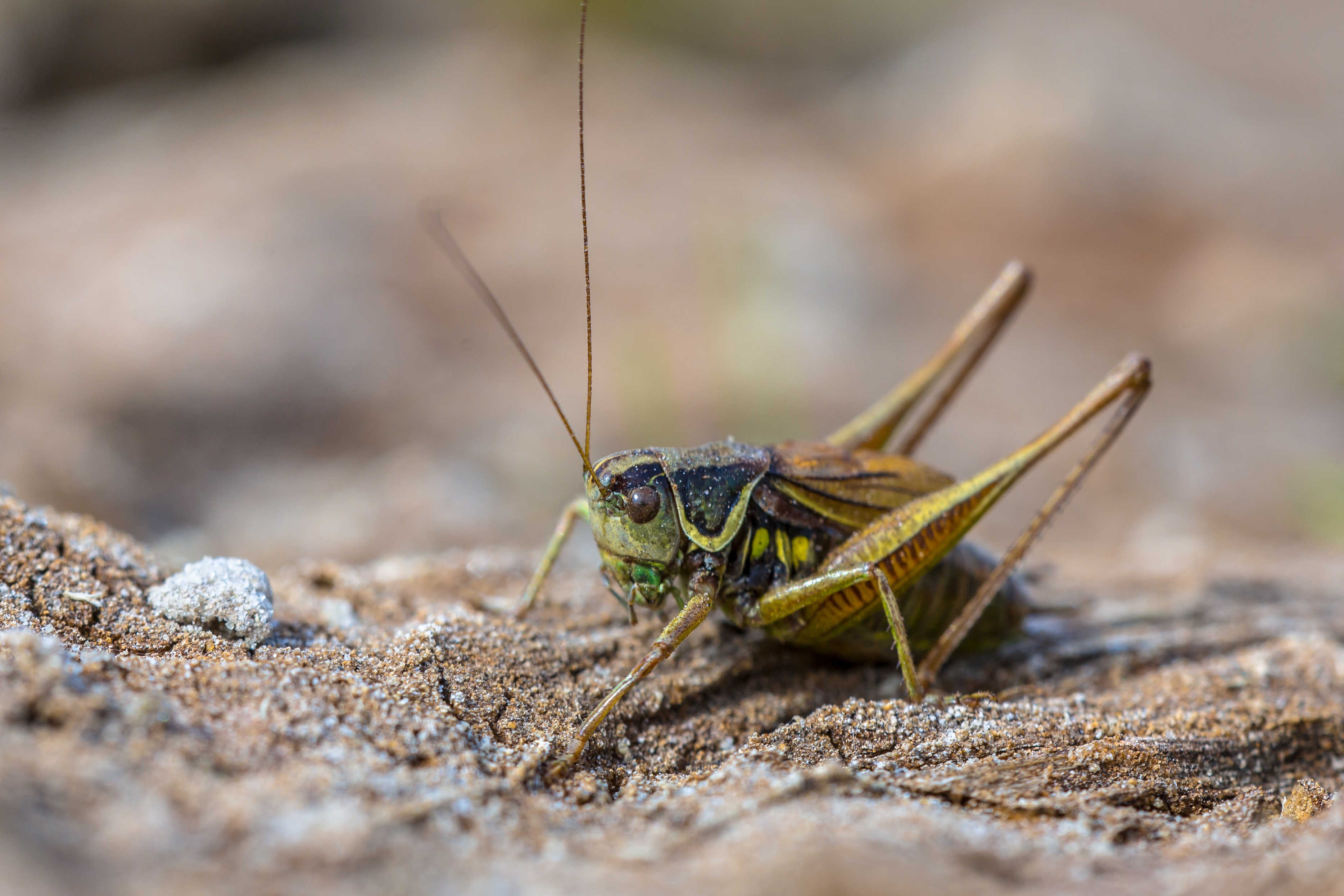 Cricket Exterminator Phoenix AZ