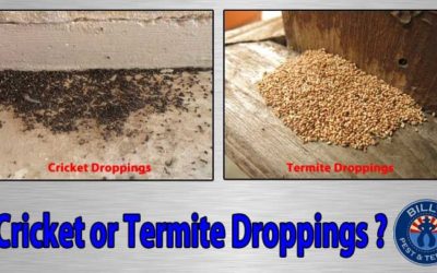 Cricket or Termite Droppings? Unveiling the Mystery