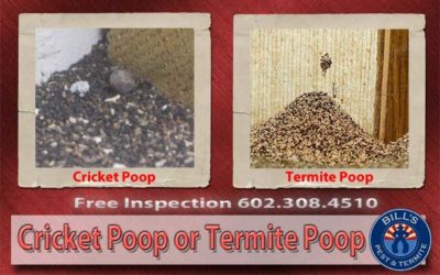 Cricket Poop or Termite Poop?