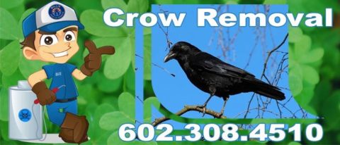 Best Crow Control and Removal Services in Phoenix, AZ