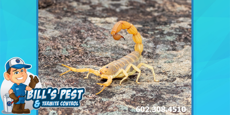 DIY Ways to Kill Arizona Scorpions