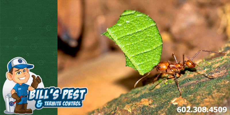 Desert Leaf Cutter Ants - Bills Pest Termite Control