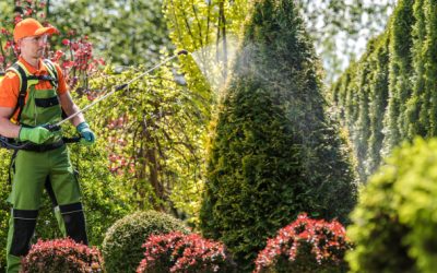 Best Eco-Friendly Pest Control Options in Phoenix, AZ