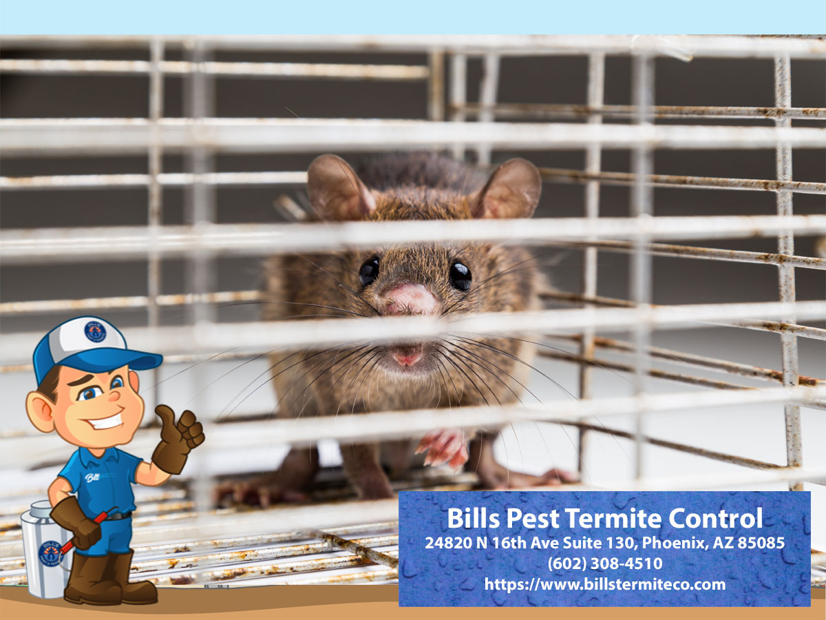 Expert Rodent Control Services in Ahwatukee AZ