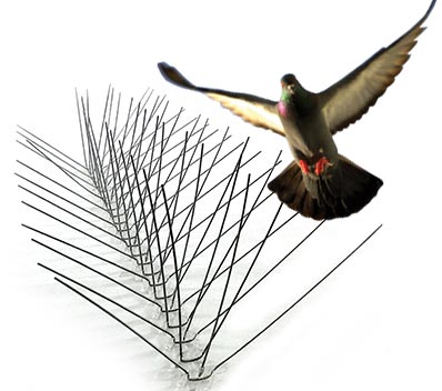 Pigeon Removal Mesa AZ