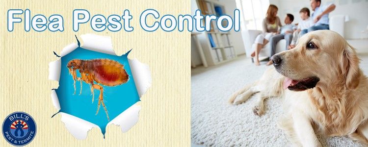 Best Mesa Flea Removal Service - Affordable Flea Control Mesa Az