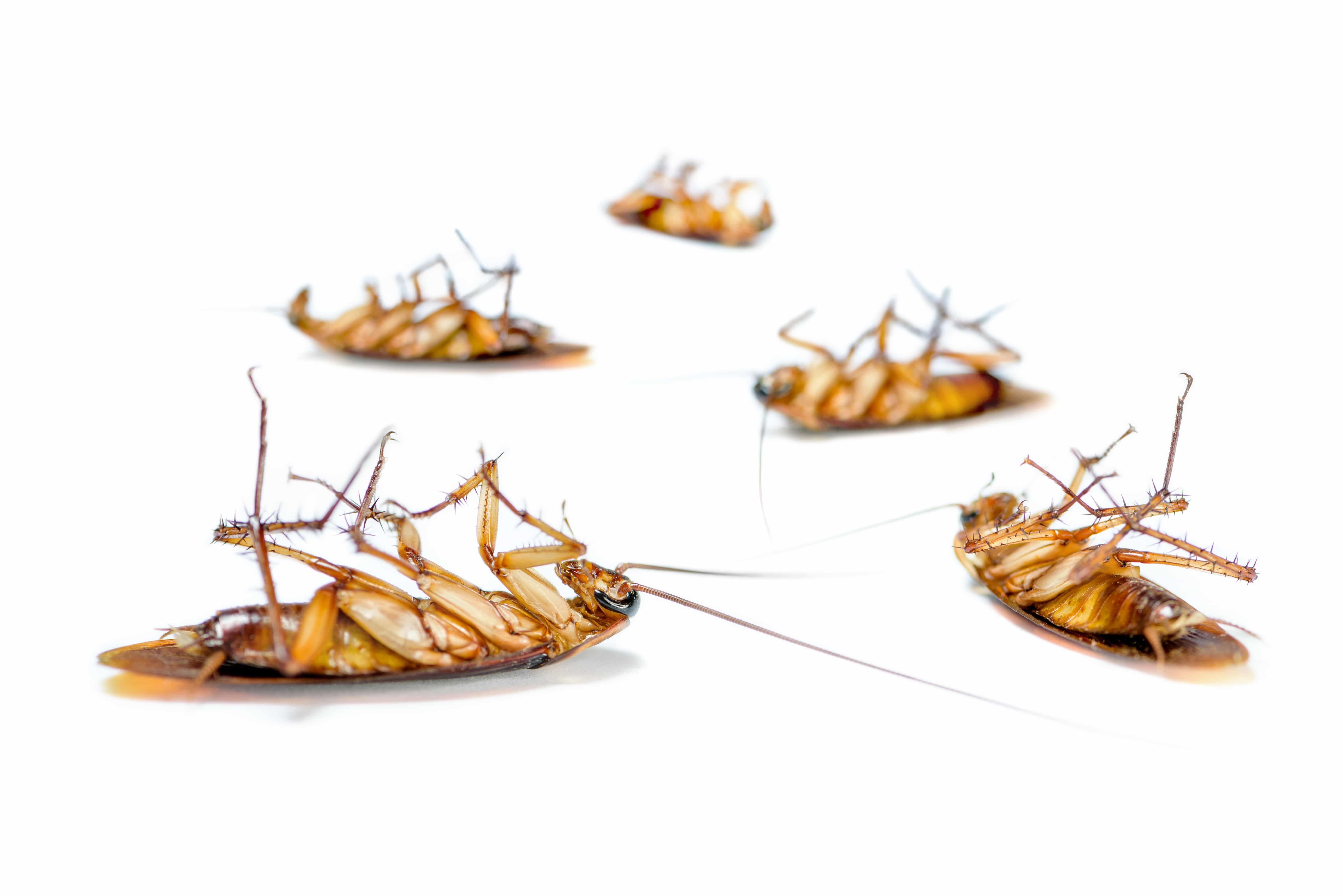 German Cockroach Pest Control Phoenix Az