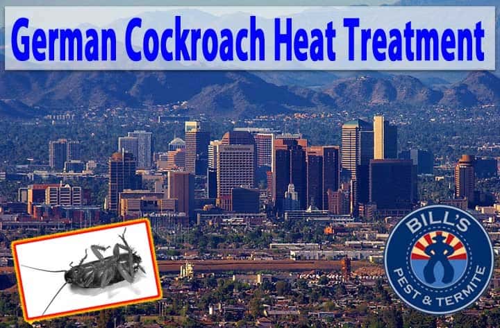 German Cockroach Heat Treatment