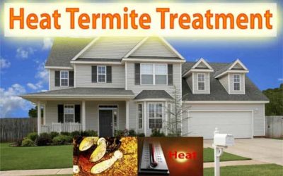 Best Termite Heat Treatment Services Phoenix AZ