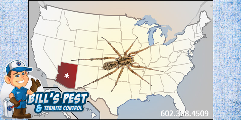 Hobo Spiders in Phoenix, Arizona: Best Spider Exterminator