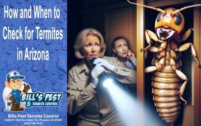 How and When to Check for Termites