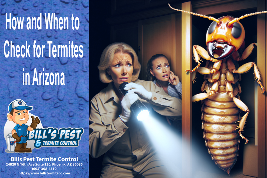 How and When to Check for Termites in Arizona