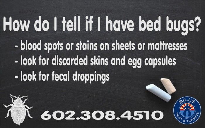 How do I tell if I have Bed Bugs in Phoenix, AZ?