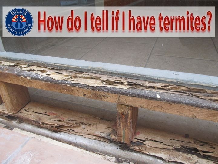 How do I tell if I have termites in Phoenix AZ