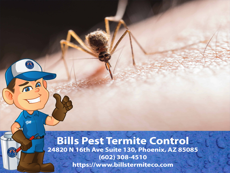 How to Deal with Mosquitoes