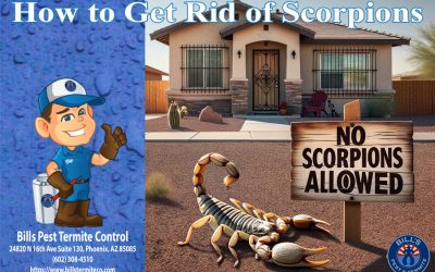 How to Get Rid of Scorpions